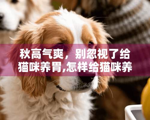 秋高气爽，别忽视了给猫咪养胃,怎样给猫咪养胃