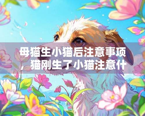 母猫生小猫后注意事项，猫刚生了小猫注意什么