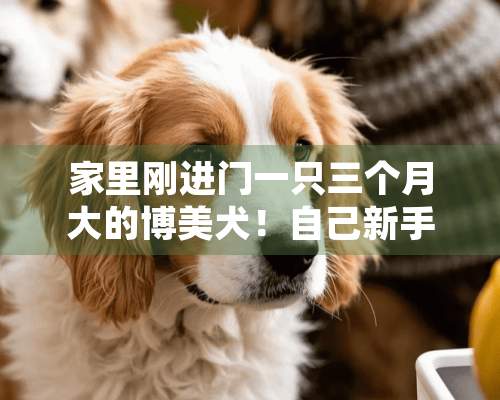 家里刚进门一只三个月大的博美犬！自己新手一个！恳求各位养博美犬的主人们传授经验！