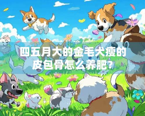 四五月大的金毛犬瘦的皮包骨怎么养肥？