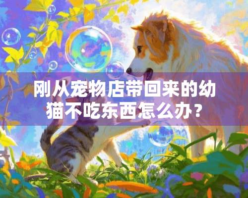 刚从宠物店带回来的幼猫不吃东西怎么办？