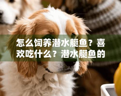 怎么饲养潜水艇鱼？喜欢吃什么？潜水艇鱼的喂食方法介绍！