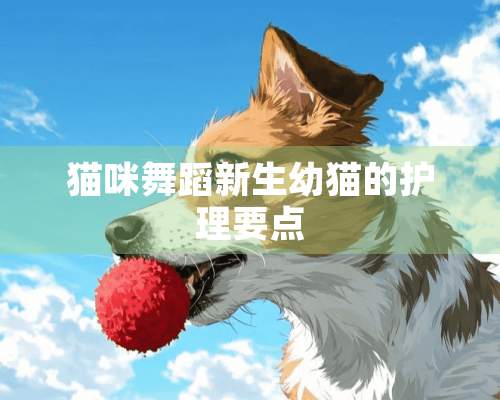 猫咪舞蹈新生幼猫的护理要点