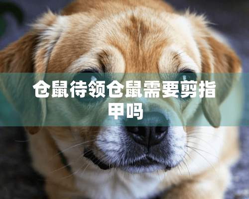 仓鼠待领仓鼠需要剪指甲吗