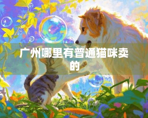 广州哪里有普通猫咪卖的