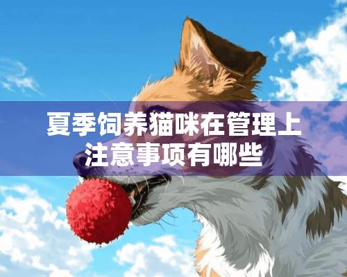 夏季饲养猫咪在管理上注意事项有哪些