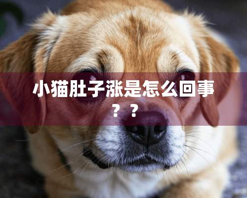 小猫肚子涨是怎么回事？？