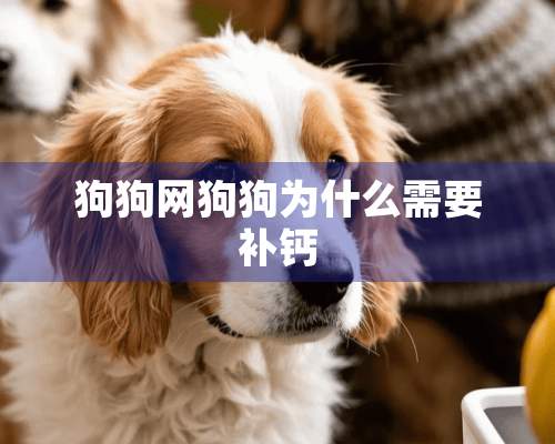 狗狗网狗狗为什么需要补钙