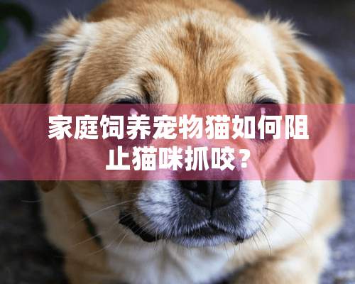 家庭饲养宠物猫如何阻止猫咪抓咬？