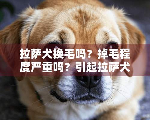 拉萨犬换毛吗？掉毛程度严重吗？引起拉萨犬掉毛的疾病有哪些？