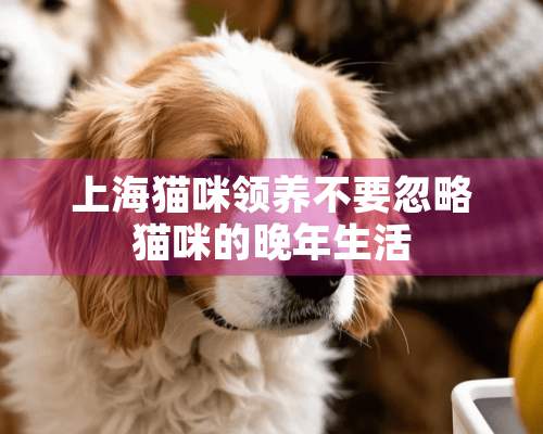 上海猫咪领养不要忽略猫咪的晚年生活