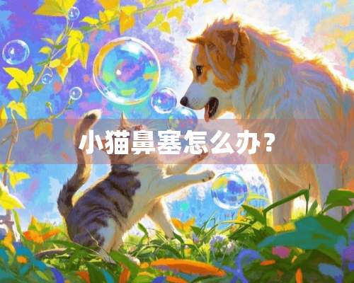 小猫鼻塞怎么办？