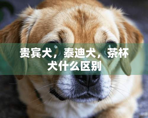 贵宾犬，泰迪犬，茶杯犬什么区别