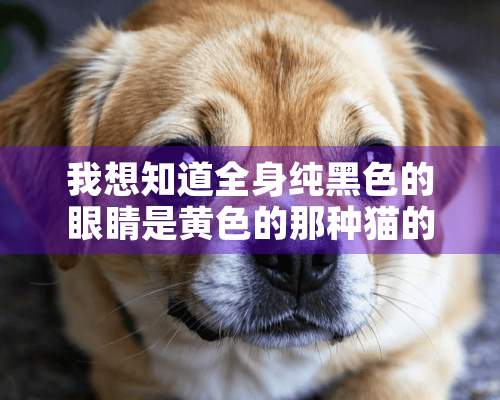 我想知道全身纯黑色的眼睛是黄色的那种猫的学名叫什么啊