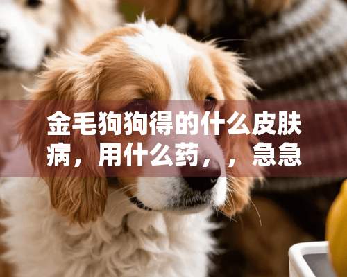 金毛狗狗得的什么皮肤病，用什么药，，急急急！谢谢