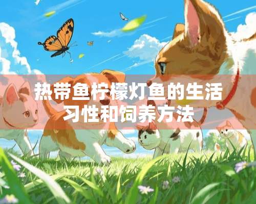 热带鱼柠檬灯鱼的生活习性和饲养方法