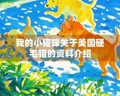 我的小猫咪关于美国硬毛猫的资料介绍