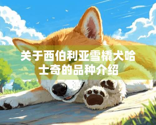 关于西伯利亚雪橇犬哈士奇的品种介绍