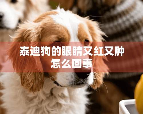 泰迪狗的眼睛又红又肿怎么回事