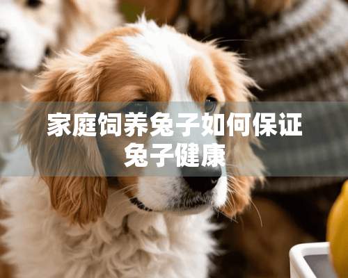 家庭饲养兔子如何保证兔子健康