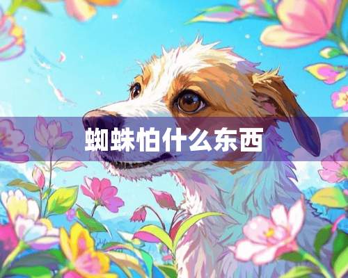 蜘蛛怕什么东西