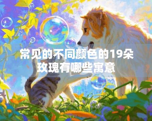 常见的不同颜色的19朵玫瑰有哪些寓意