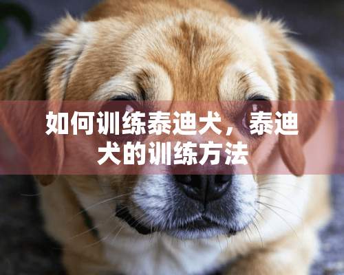 如何训练泰迪犬，泰迪犬的训练方法