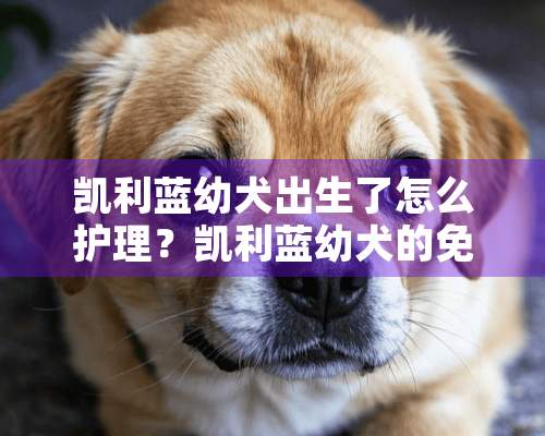 凯利蓝幼犬出生了怎么护理？凯利蓝幼犬的免疫程序是怎样的？