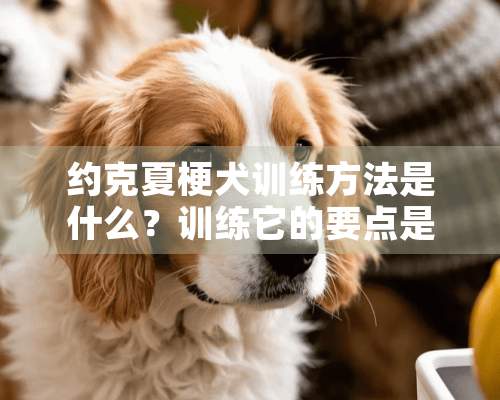 约克夏梗犬训练方法是什么？训练它的要点是什么？