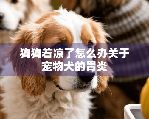 狗狗着凉了怎么办关于宠物犬的胃炎