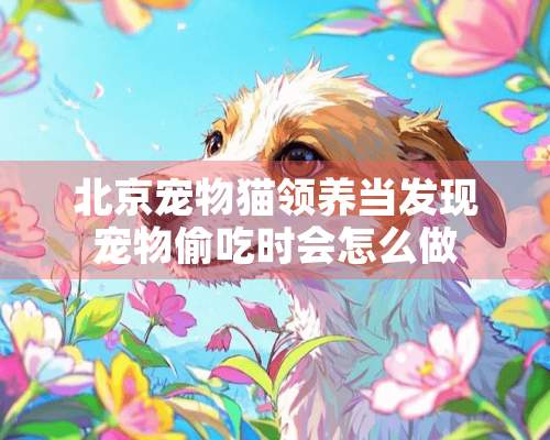 北京宠物猫领养当发现宠物偷吃时会怎么做