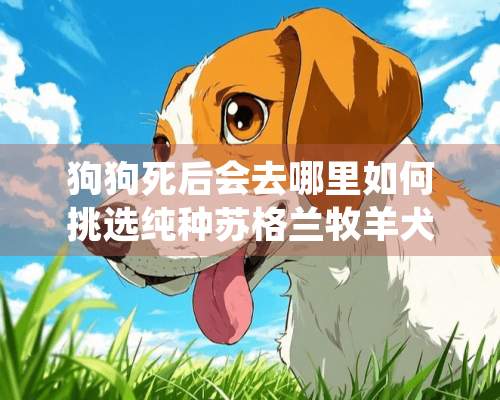 狗狗死后会去哪里如何挑选纯种苏格兰牧羊犬