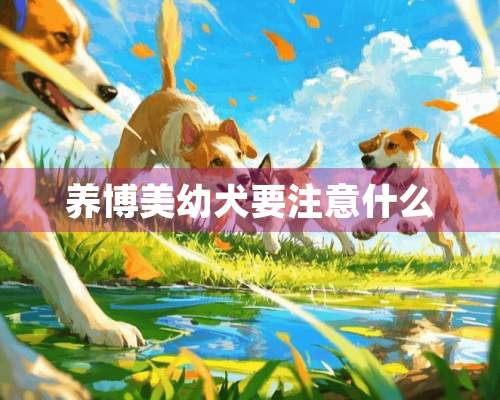 养博**犬要注意什么