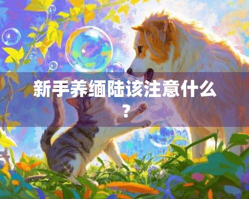 新手养缅陆该注意什么？