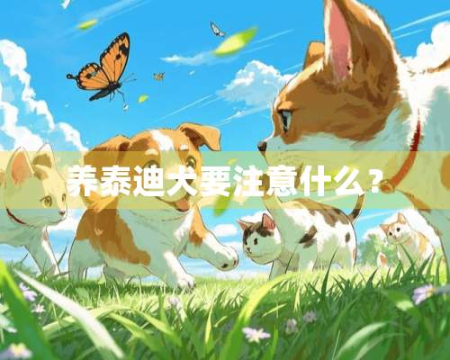 养泰迪犬要注意什么？