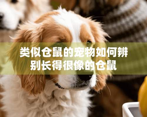 类似仓鼠的宠物如何辨别长得很像的仓鼠