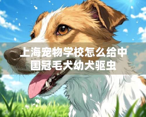 上海宠物学校怎么给中国冠毛犬幼犬驱虫