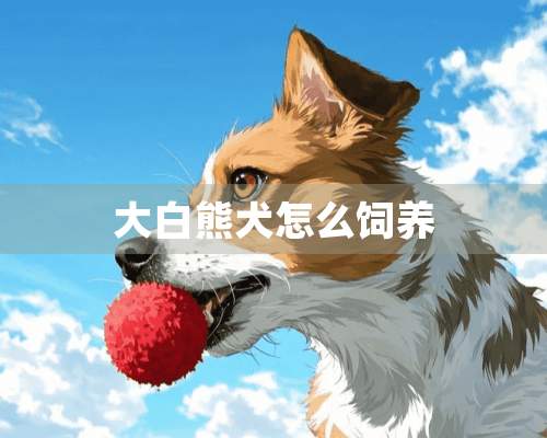 大白熊犬怎么饲养