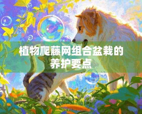 植物爬藤网组合盆栽的养护要点