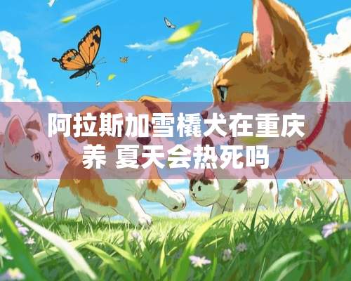 阿拉斯加雪橇犬在重庆养 夏天会热死吗