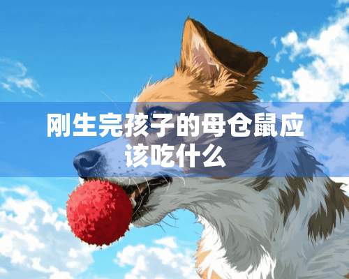 刚生完孩子的母仓鼠应该吃什么