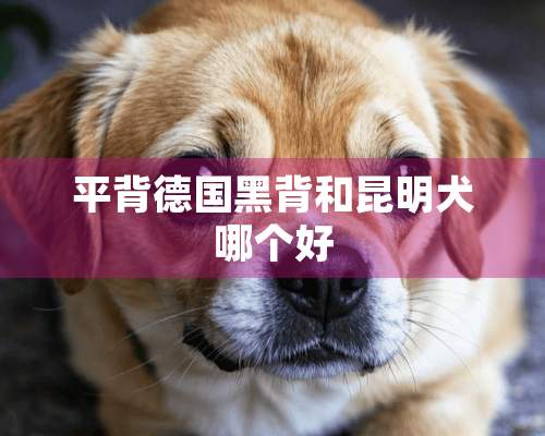 平背德国黑背和昆明犬哪个好