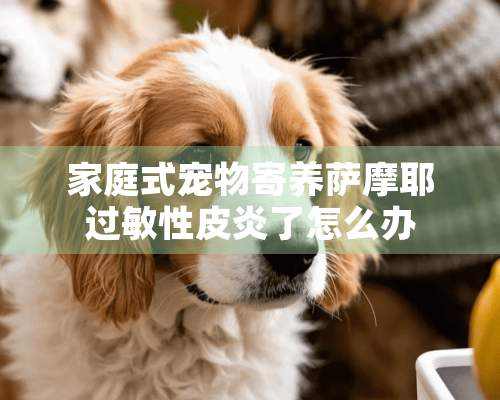 家庭式宠物寄养萨摩耶过敏性皮炎了怎么办