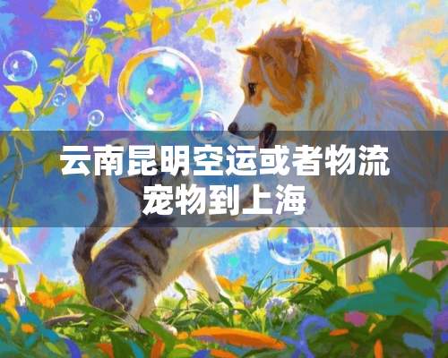 云南昆明空运或者物流宠物到上海