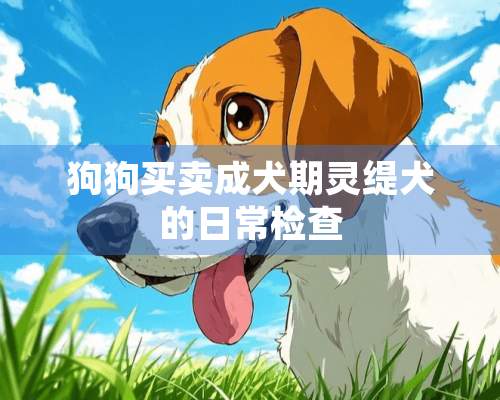 狗狗买卖成犬期灵缇犬的日常检查