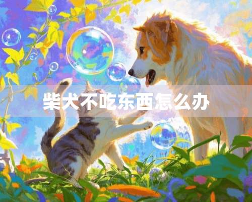 柴犬不吃东西怎么办