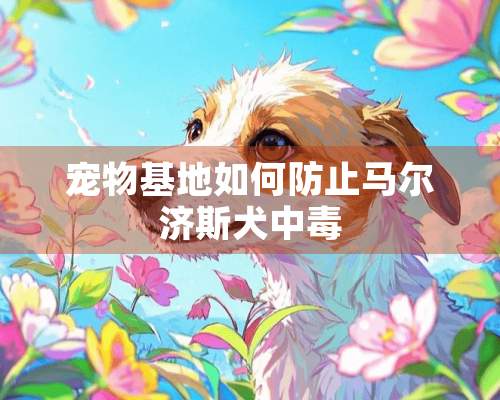 宠物基地如何防止马尔济斯犬中毒