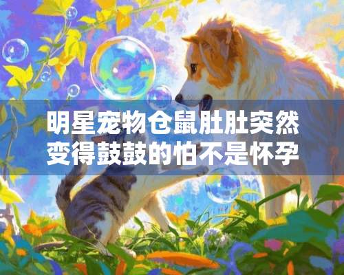 明星宠物仓鼠肚肚突然变得鼓鼓的怕不是怀孕了？