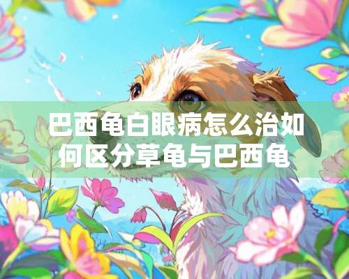 巴西龟白眼病怎么治如何区分草龟与巴西龟