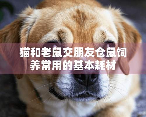 猫和老鼠交朋友仓鼠饲养常用的基本耗材